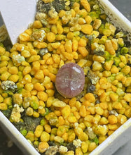 Load image into Gallery viewer, Conophytum minimum wittebergense X Conophytum ficiforme
