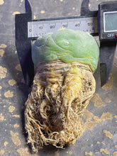 Load image into Gallery viewer, Lophophora peyote
