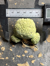 Load image into Gallery viewer, Pseudolithos migiurtinus
