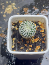Load image into Gallery viewer, Turbinicarpus pseudopectinatus
