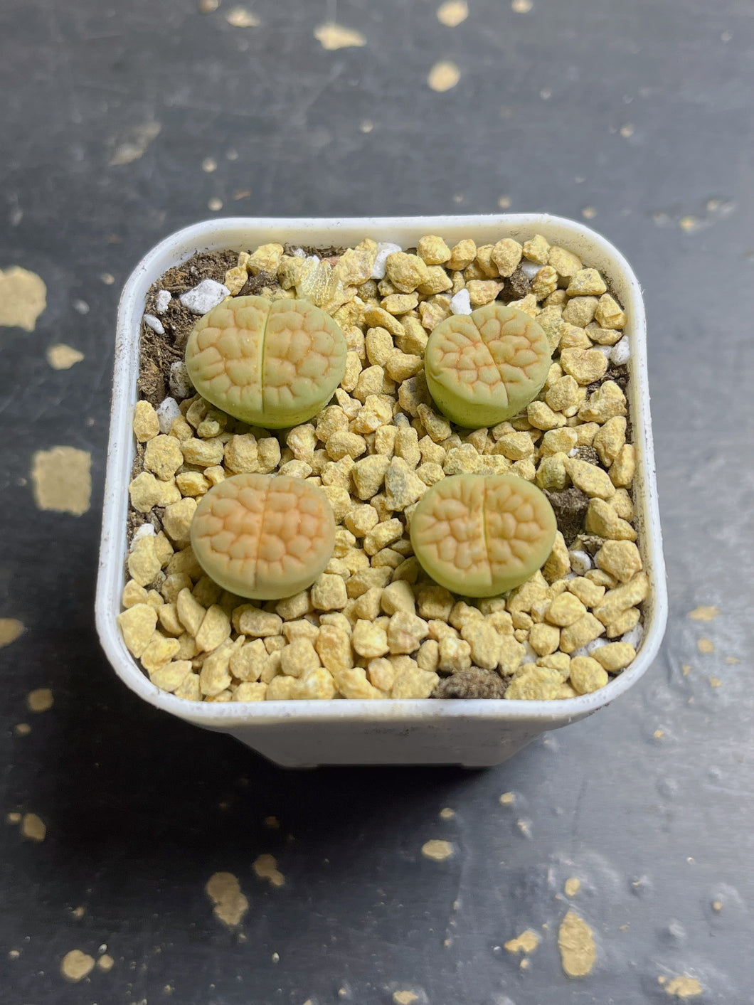 Lithops hookeri 'Aubarede' C38A（each）