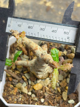 Load image into Gallery viewer, Boswellia nana
