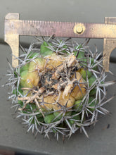 Load image into Gallery viewer, Gymnocalycium ambatoense
