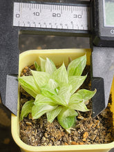 Load image into Gallery viewer, Haworthia variegated
