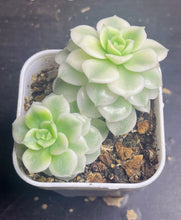 Load image into Gallery viewer, Succulent variegated
