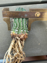 Load image into Gallery viewer, Euphorbia phillipsioides
