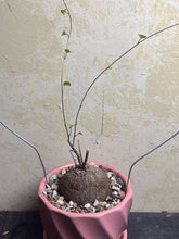 Load image into Gallery viewer, Dioscorea elephantipes
