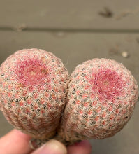 Load image into Gallery viewer, Echinocereus rigidissimus var.
