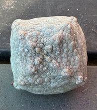 Load image into Gallery viewer, Pseudolithos cubiformis
