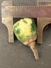 Load image into Gallery viewer, Astrophytum asterias Variegated
