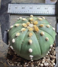 Load image into Gallery viewer, Astrophytum asterias
