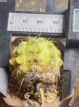 Load image into Gallery viewer, Cactus variegated
