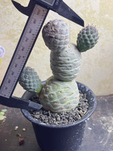 Load image into Gallery viewer, Tephrocactus geometricus
