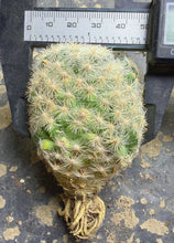 Load image into Gallery viewer, Mammillaria candida
