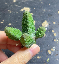 Load image into Gallery viewer, Pseudolithos mccoyi
