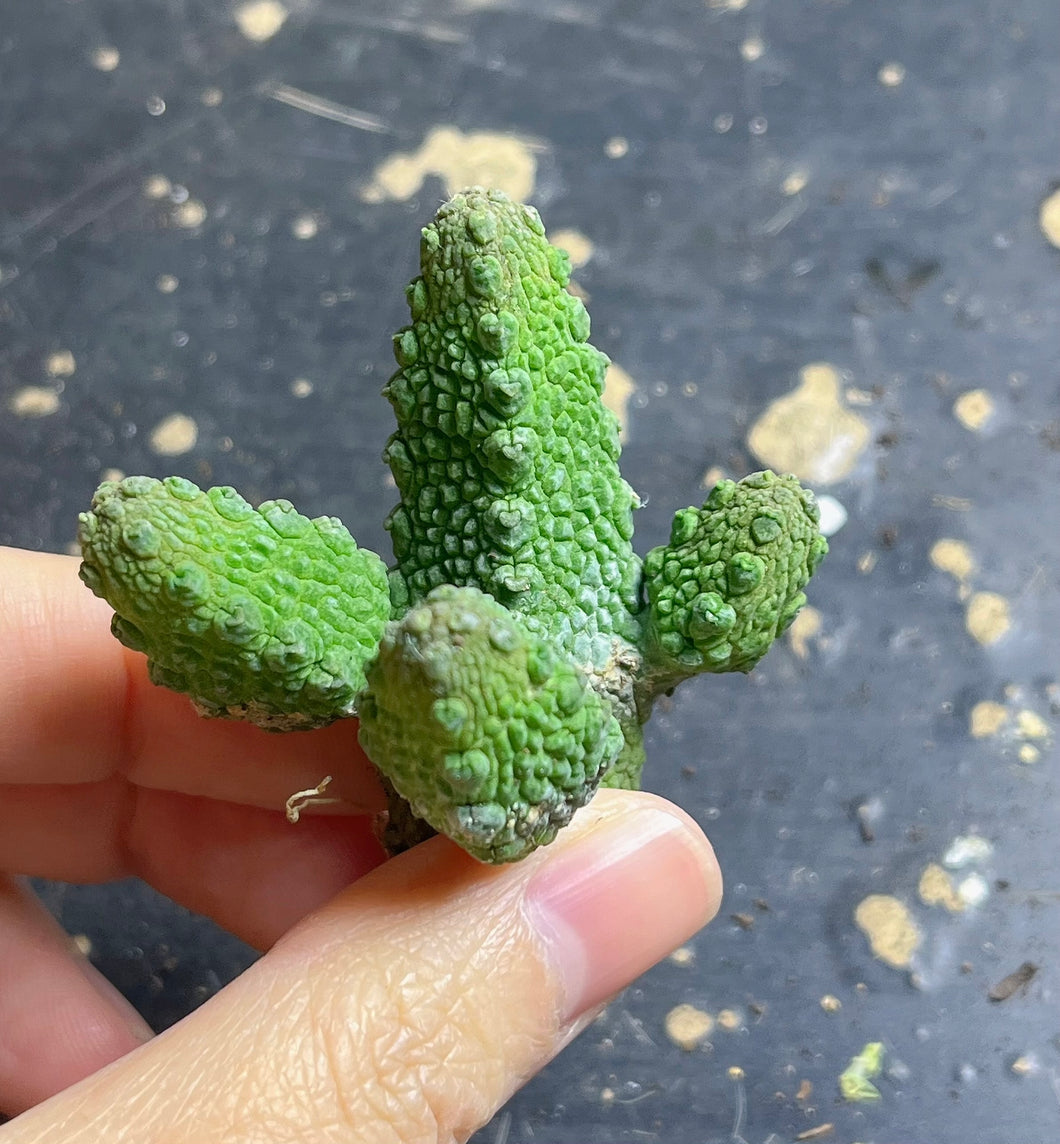 Pseudolithos mccoyi