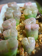 Load image into Gallery viewer, Conophytum khamiesbergense
