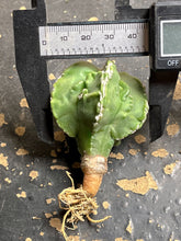 Load image into Gallery viewer, Astrophytum myriostigma cv. Onzuka f. tricostatum Fukuryiu
