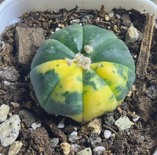 Load image into Gallery viewer, Astrophytum asterias Variegated
