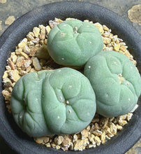 Load image into Gallery viewer, Lophophora peyote crested
