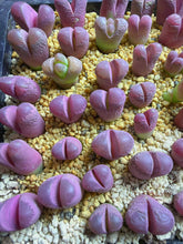 Load image into Gallery viewer, Lithops Optica Rubra
