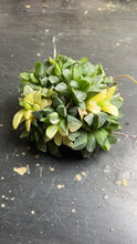 Load image into Gallery viewer, Haworthia heidelbergensis variegated
