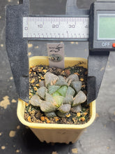 Load image into Gallery viewer, Haworthia variegated
