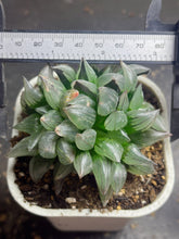 Load image into Gallery viewer, Haworthia magnifica v.atrofusca
