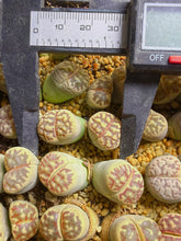 Load image into Gallery viewer, Lithops C124 Dorotheae（doubled head (
