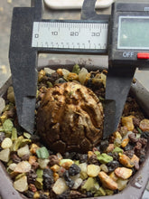 Load image into Gallery viewer, Dioscorea elephantipes
