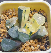Load image into Gallery viewer, Haworthia maughanii variegated
