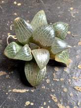 Load image into Gallery viewer, Haworthia Comptoniana 'Crystal'
