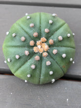 Load image into Gallery viewer, Astrophytum asterias

