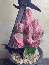 Load image into Gallery viewer, Euphorbia abdelkuri Variegated
