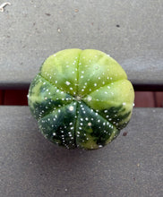 Load image into Gallery viewer, Astrophytum asterias Variegated
