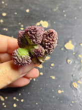 Load image into Gallery viewer, Adromischus marianiae &#39;Herrei&#39;
