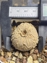 Load image into Gallery viewer, Euphorbia Rapulum
