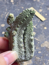 Load image into Gallery viewer, Pseudolithos mccoyi
