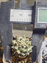 Load image into Gallery viewer, Turbinicarpus schmiedickeanus andersonii（each）

