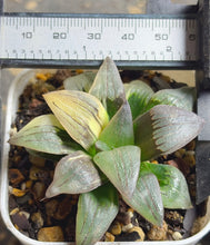 Load image into Gallery viewer, Haworthia mutica var. nigra variegated
