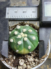 Load image into Gallery viewer, Astrophytum asterias

