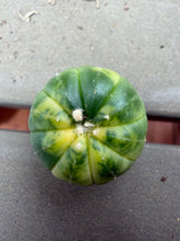 Load image into Gallery viewer, Astrophytum asterias Variegated
