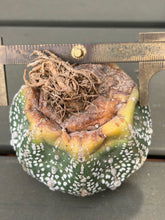 Load image into Gallery viewer, Astrophytum asterias 'Super Kabuto （big)
