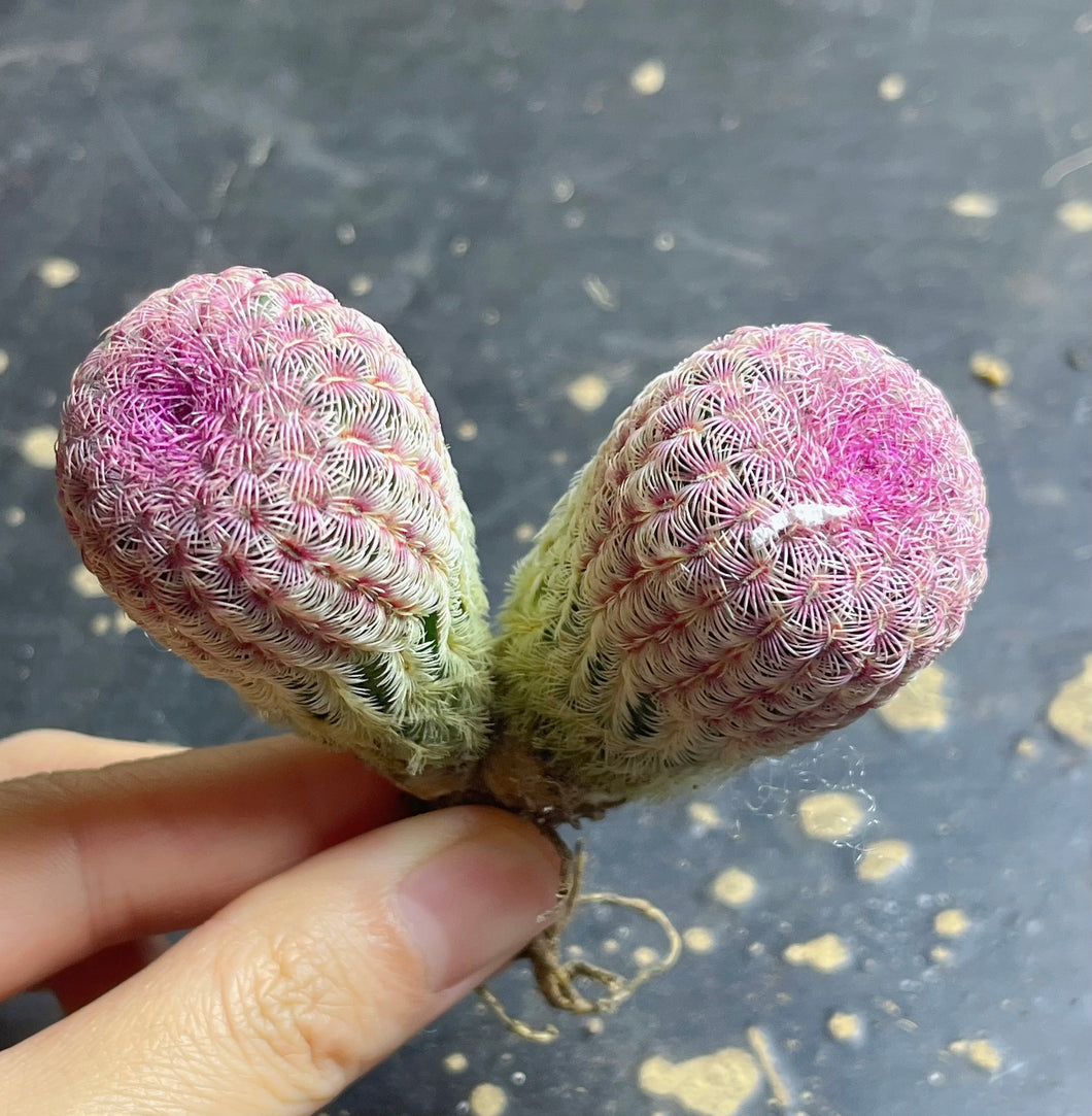 Echinocereus rigidissimus var.