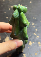 Load image into Gallery viewer, Boobie Cactus’ Myrtillocactus
