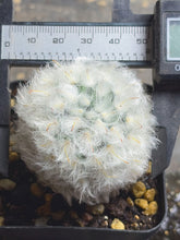 Load image into Gallery viewer, Mammillaria bocasana var. multilanata
