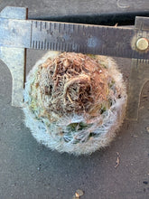 Load image into Gallery viewer, Mammillaria carmenae
