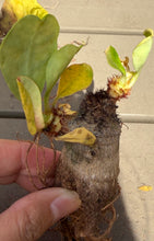 Load image into Gallery viewer, Euphorbia Ramena

