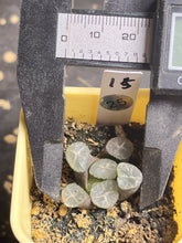Load image into Gallery viewer, Haworthia maughanii
