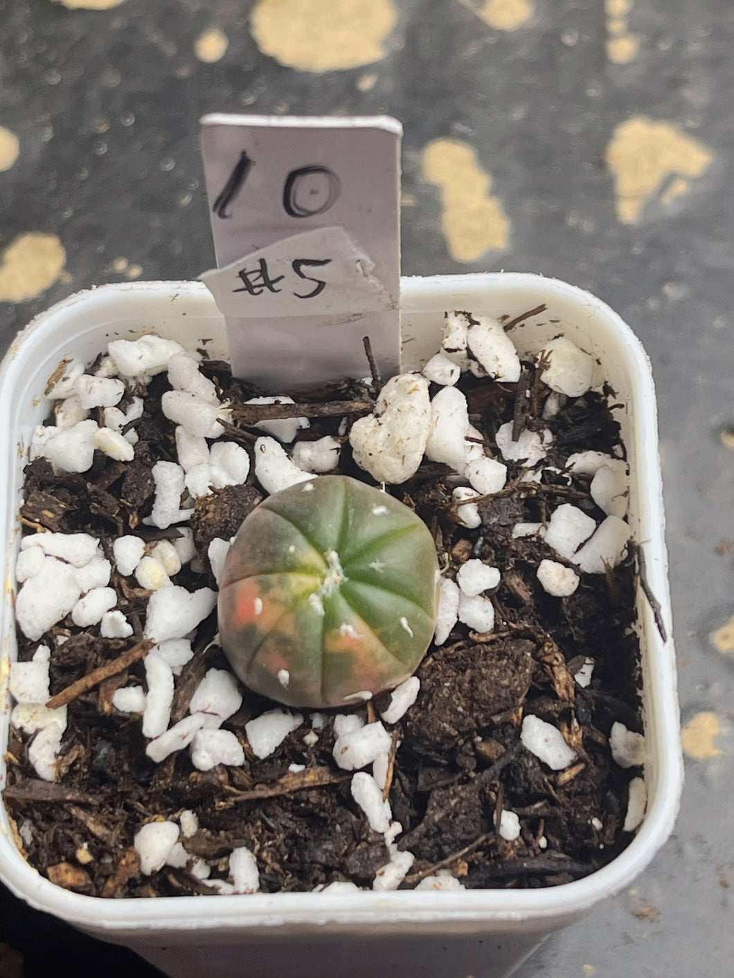 Astrophytum asterias Variegated